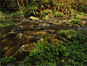 Stephensons creek, Otway Ranges, Victoria, Australia