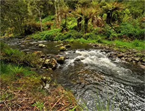 Images Dated 2009 October: Stephensons creek, Otway Ranges, Victoria, Australia