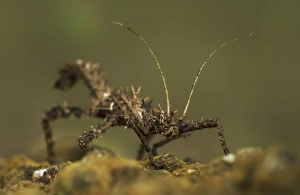 Stick Insect in Malaysia Stick Insect in Malaysia