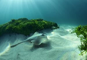 Images Dated 3rd April 2014: Sting ray at Bronte Beach