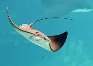 Gold Coast Prints: Stingray