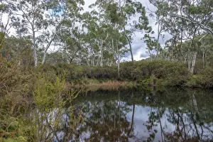 Stingray Swamp Flora Reserve, Penrose NSW Australia