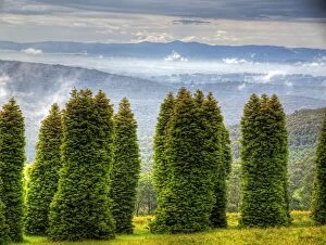 Images Dated 31st May 2014: Strange Trees in front of cloudy mountains