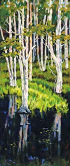 Images Dated 17th March 2016: Stringy Bark Acacia Eucalyptus Trees in Wetlands Painting