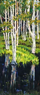 Environmental Conservation Prints: Stringy Bark Acacia Eucalyptus Trees in Wetlands Painting