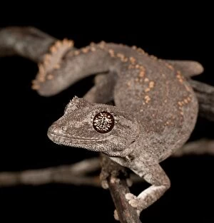 Lizards Collection: Strophurus assimilis, Southern Cross