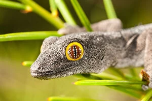 Gecko Collection: strophurus spinigeris, Kalbarri