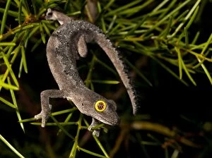 Gecko Collection: strophurus spinigeris, Kalbarri