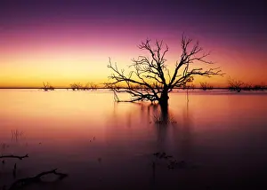 Menindee Lakes Prints: Stunning Australian outback sunset colours and with dead trees featured on Tandure Lake