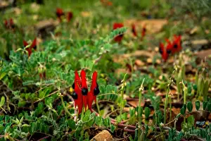 Sturts Desert Pea