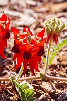 Sturts Desert Pea - Australian Native Flower