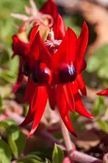 Sturts Desert Pea - Australian Native Flower