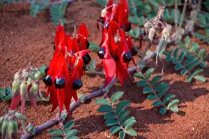 Sturts Desert Pea (Swainsona formosa) in bloom