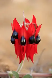 Sturt`s Desert Pea (Swainsona formosus)