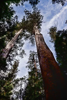 Images Dated 6th May 2014: Styx tall trees