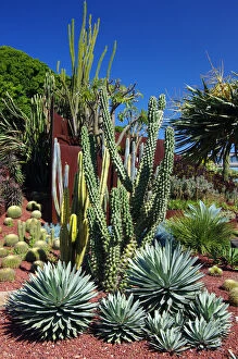 Images Dated 12th September 2016: Succulent Garden at the Royal Botanic Garden, Sydney, New South Wales, Australia