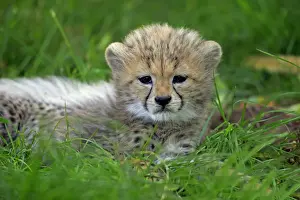 Childhood Prints: Sudan Cheetah, (Acinonyx jubatus soemmeringii)