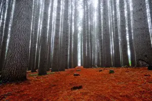 Stoneography Prints: Sugar Pine Forest