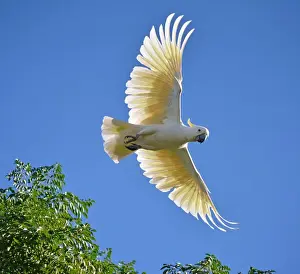 Cockatoo Prints: Sulpher Crested Cockatoo