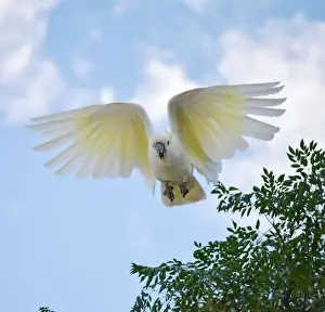 Cockatoo Prints: Sulpher crested cockatoo
