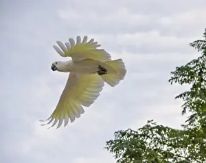 Cockatoo Prints: Sulpher crested cockatoo in flight