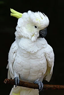 Birds Collection: Sulphur crested cockatoo perched on a twig