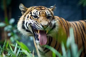 Images Dated 28th September 2014: Sumatran tiger
