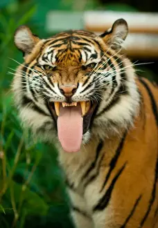 Anger Prints: Sumatran Tiger
