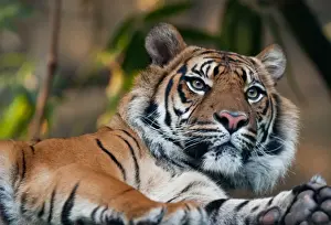 Lying Down Prints: Sumatran Tiger (Panthera tigris sumatrae)