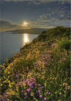 Kimmeridge Prints: Summer blooms on the coastline at Kimmeridge bay, Dorset, England, United Kingdom