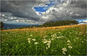 Summer blooms, Mount Buller, Victoria, Australia