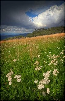 Images Dated 26th February 2011: Summer blooms, Mount Buller, Victoria, Australia