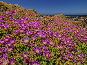 Images Dated 20th December 2022: Summer blooms of wildflowers, at stokes point on the southern tip of King Island, Bass Strait