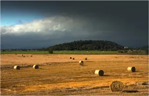Crop Prints: Summer Harvest at Stirling, Scotland