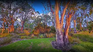 Images Dated 2024 February: Summer light at Hidden Grove, a bushland and beautiful treed setting in Suburban Melbourne