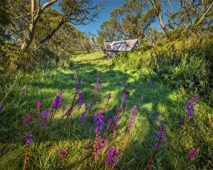 A summer view of Wallaces Hut in the Alpine region of north east Victoria, Australia