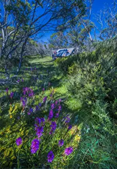 Images Dated 21st January 2017: A summer view of Wallaces Hut in the Alpine region of north east Victoria, Australia