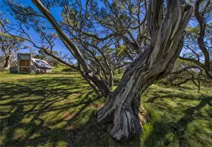 Images Dated 21st January 2017: A summer view of Wallaces Hut in the Alpine region of north east Victoria, Australia