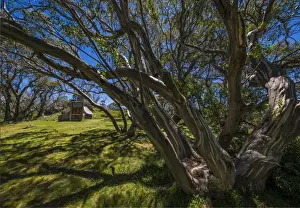 Images Dated 21st January 2017: A summer view of Wallaces Hut in the Alpine region of north east Victoria, Australia