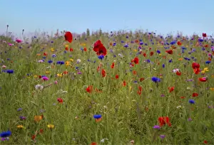 Summer wild flowers