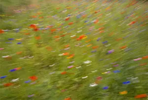 Blurred Motion Prints: Summer wildflowers