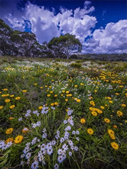 Beautiful Australian Wildflowers Collection: Summer wildflowers blooming in Snowy Mountains meadow at Three mile creek