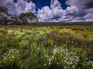 Beautiful Australian Wildflowers Collection: Summer wildflowers blooming in Snowy Mountains meadow at Three mile creek, Kosciuszko national park