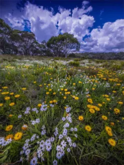 Summer wildflowers blooming in Snowy Mountains meadow at Three mile creek