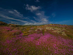 Beautiful Australian Wildflowers Collection: Summer wildflowers at Disappointment bay, King Island, Tasmania, Australia