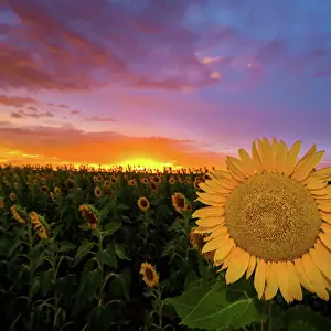 Prints of Sunflower sunset Mitchell Pettigrew Photography Prints: Sunflower