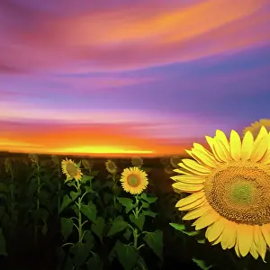 Prints of Sunflower Mitchell Pettigrew Photography Prints: Sunflower