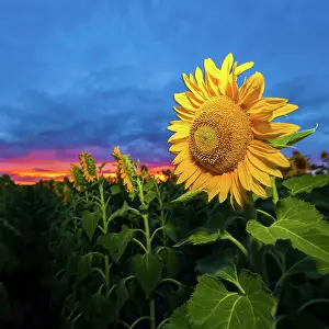 Prints of Sunset at a sunflower field Mitchell Pettigrew Photography Prints: Sunflower Sunset