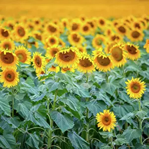 Prints of Sunflower field Mitchell Pettigrew Photography Prints: Sunflowers