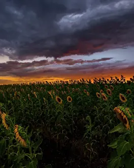 Prints of Sunflower sunset field Mitchell Pettigrew Photography Prints: Sunflowers